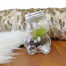 Teddy Terrarium - Baby Boy - Standard