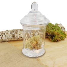 Mossy Magic Midnight Terrarium - Standard