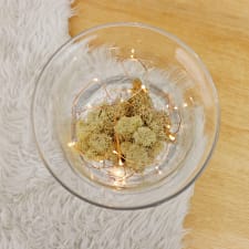 Mossy Magic Midnight Terrarium - Standard