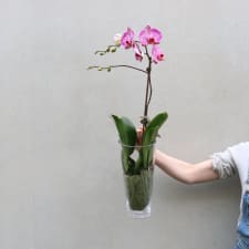 Soaring Orchid - Pink - Standard