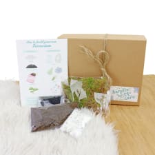 Terrarium Starter Kit - Standard