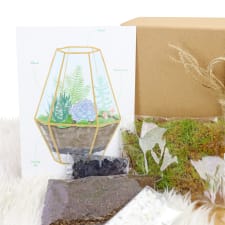 Terrarium Starter Kit - Standard