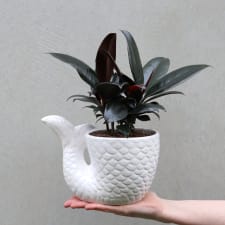 Mermaids Tail - Ficus - Standard