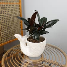 Mermaids Tail - Ficus - Standard