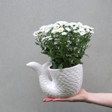 Mermaids Tail - White Chrys - Standard