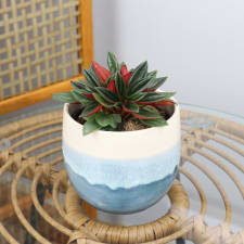 Ombré Rosso - Blue - Standard
