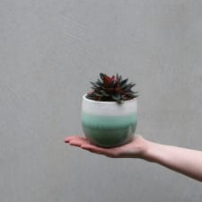 Ombré Rosso - Green - Standard