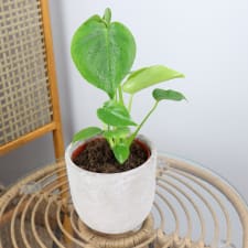 Marvelous Mini Monstera - Standard