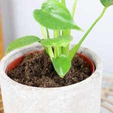 Marvelous Mini Monstera - Standard