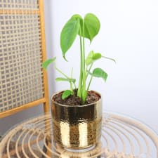 Gilded Monstera - Standard