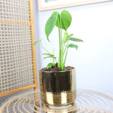 Gilded Monstera - Standard