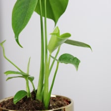Gilded Monstera - Standard