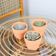 Succulent Trio - Terracotta - Standard