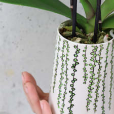 Orchid Lush - Standard