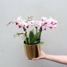Gilded Phalaenopsis - Pink - Standard