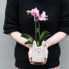 Grey Rabbit Orchid Pot - Standard