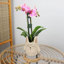 Grey Rabbit Orchid Pot - Standard