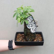 Remarkable Rock Bonsai - Standard