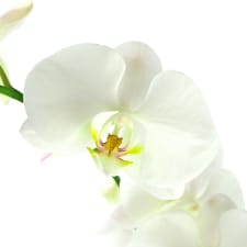 Tranquil Garden Planter - Standard