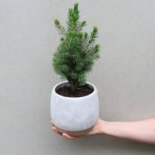 Contemporary Christmas - Standard