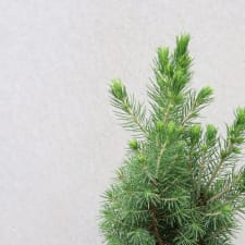 Contemporary Christmas - Standard
