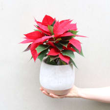 Poinsettia in Concrete - Standard
