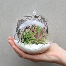 Airplant in an Orb - Deluxe