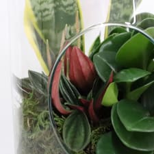 Terrarium - Looking Glass - Standard