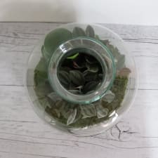 Terrarium - Large - Standard