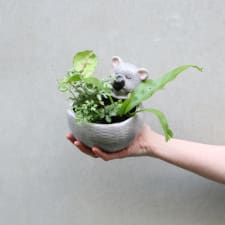 Koala Garden - Standard