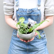 Koala Garden - Standard