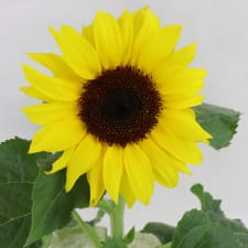 Potted Sunflower Splendour - Standard