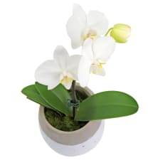 Exotic Beauty - Standard