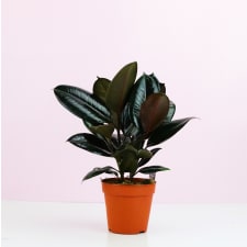 Beautiful Burgundy Ficus - Standard