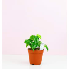 Philodendron Cordatum - Standard