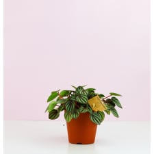 Peperomia Piccolo Banda - Standard