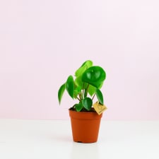 Peperomia polybotrya - Standard