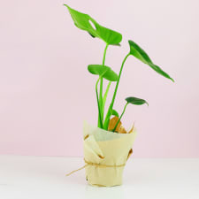 Monstera Deliciosa - Standard