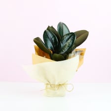 Beautiful Burgundy Ficus - Standard