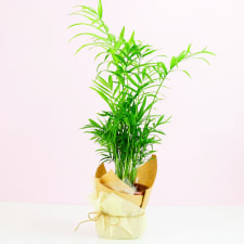 Parlour Palm - Standard