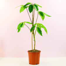 Umbrella Tree - Standard