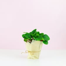 Peperomia Rana Verde - Standard