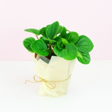 Peperomia Rana Verde - Standard