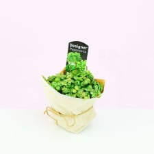 Peperomia jade necklace - Standard