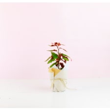 Begonia Angel Wings - Standard