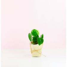 Peperomia polybotrya - Standard