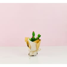 Flowering Zygocactus - Standard