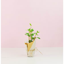 Watermelon Pilea - Standard
