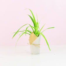 Spider Plant - Standard