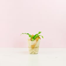 Happy Plant - Standard